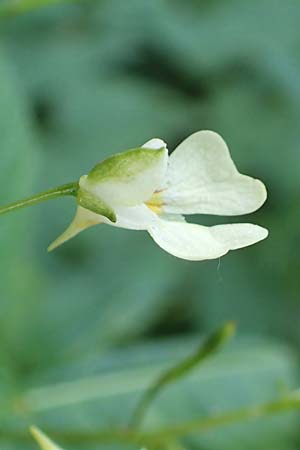 Impatiens parviflora \ Kleinbl�tiges Springkraut / Small Balsam, D Essen 27.7.2019