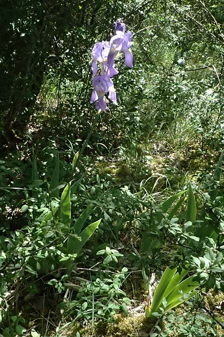 Iris pallida \ Blasse Schwertlilie / Dalmatian Iris, D Eiersheim 31.5.2025