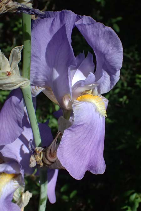 Iris pallida \ Blasse Schwertlilie / Dalmatian Iris, D Eiersheim 31.5.2025