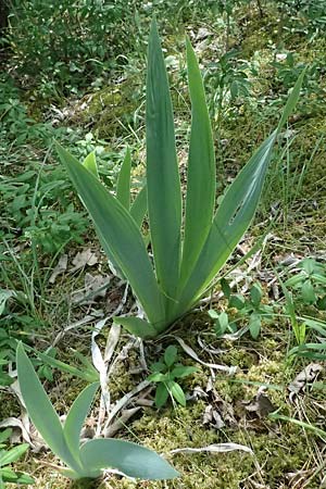 Iris pallida \ Blasse Schwertlilie / Dalmatian Iris, D Eiersheim 31.5.2025