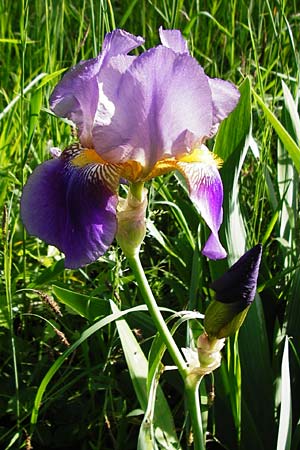 Iris cultivar \ Schwertlilien-Zuchtform / Cultivated Iris Form, D Weinheim an der Bergstra&szlig;e 18.5.2015