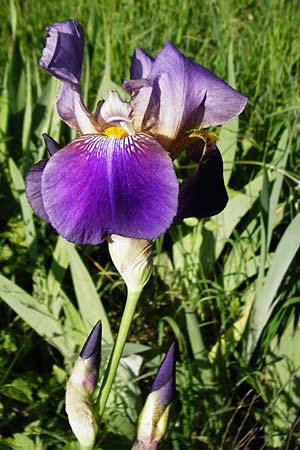 Iris cultivar \ Schwertlilien-Zuchtform / Cultivated Iris Form, D Weinheim an der Bergstra&szlig;e 18.5.2015