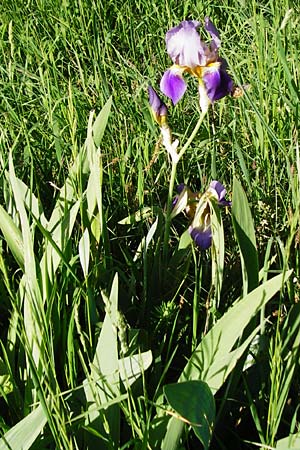 Iris cultivar \ Schwertlilien-Zuchtform / Cultivated Iris Form, D Weinheim an der Bergstra&szlig;e 18.5.2015