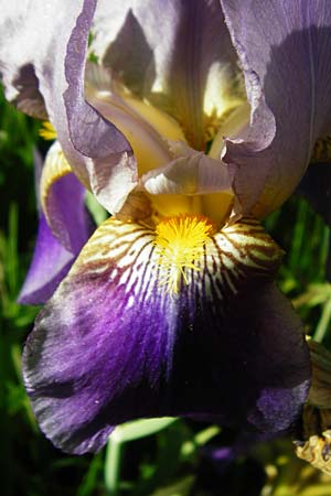 Iris cultivar \ Schwertlilien-Zuchtform / Cultivated Iris Form, D Weinheim an der Bergstra&szlig;e 18.5.2015