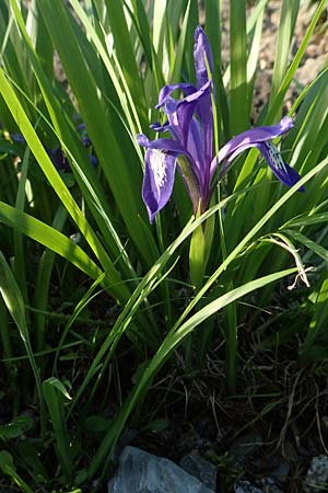 Iris ruthenica \ Ruthenische Schwertlilie, Siebenb�rger Gras-Schwertlilie / Ever-Blooming Iris, Russian Iris, D Botan. Gar.  Universit.  Heidelberg 21.4.2016