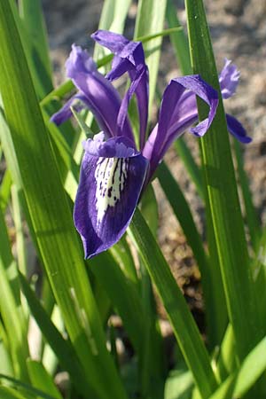 Iris ruthenica \ Ruthenische Schwertlilie, Siebenb�rger Gras-Schwertlilie / Ever-Blooming Iris, Russian Iris, D Botan. Gar.  Universit.  Heidelberg 21.4.2016