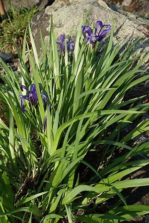 Iris ruthenica \ Ruthenische Schwertlilie, Siebenb�rger Gras-Schwertlilie / Ever-Blooming Iris, Russian Iris, D Botan. Gar.  Universit.  Heidelberg 21.4.2016