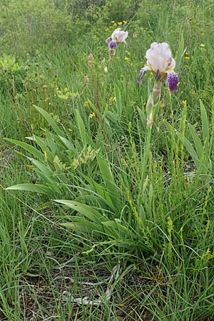 Iris squalens \ Schmutziggelbe Schwertlilie / Brown-flowered Iris, D K&ouml;nigheim 29.5.2019