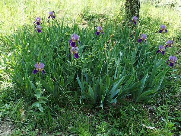 Iris cultivar \ Schwertlilien-Zuchtform / Cultivated Iris Form, D Weinheim an der Bergstra&szlig;e 17.5.2020