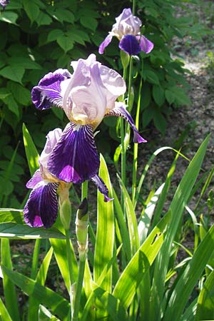 Iris squalens \ Schmutziggelbe Schwertlilie / Brown-flowered Iris, D  8.6.2013