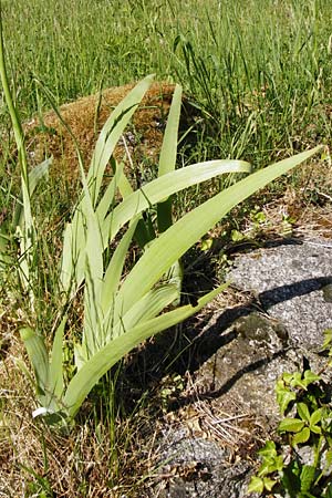 Iris squalens \ Schmutziggelbe Schwertlilie / Brown-flowered Iris, D Hemsbach 18.5.2015