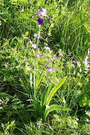 Iris sambucina \ Holunder-Schwertlilie / Elder-Scented Iris, D T&uuml;bingen 3.6.2015