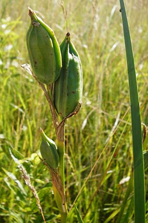 Iris spuria \ Bastard-Schwertlilie / Blue Iris, D Gro&szlig;-Gerau 30.6.2015