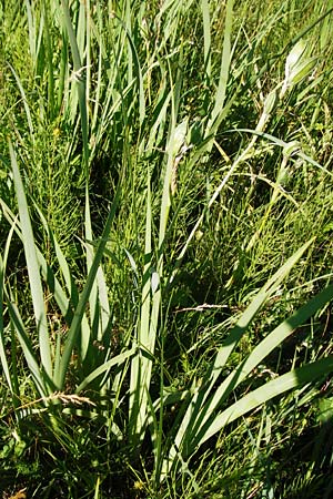 Iris spuria \ Bastard-Schwertlilie / Blue Iris, D Gro&szlig;-Gerau 30.6.2015