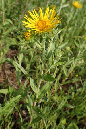 Pentanema salicinum \ Weidenbl&auml;ttriger Alant / Irish Fleabane, D R&ouml;merberg 8.7.2017