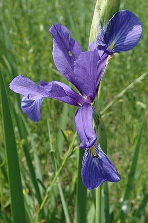 Iris spuria \ Bastard-Schwertlilie / Blue Iris, D Gro&szlig;-Gerau 28.5.2018