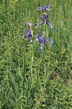 Iris spuria \ Bastard-Schwertlilie / Blue Iris, D Gro&szlig;-Gerau 28.5.2018