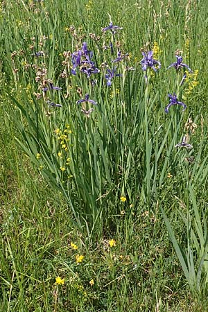 Iris spuria \ Bastard-Schwertlilie / Blue Iris, D Gro&szlig;-Gerau 28.5.2018
