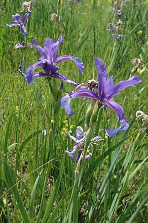 Iris spuria \ Bastard-Schwertlilie / Blue Iris, D Gro&szlig;-Gerau 28.5.2018