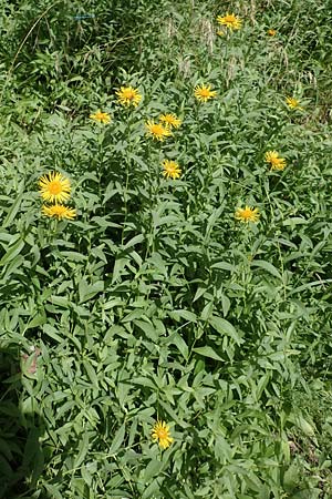 Pentanema salicinum \ Weidenbl&auml;ttriger Alant / Irish Fleabane, D B&uuml;ttelborn 23.6.2018