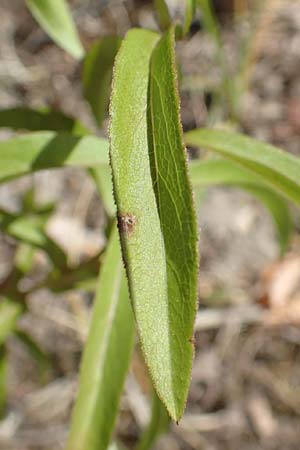 Pentanema salicinum \ Weidenbl&auml;ttriger Alant / Irish Fleabane, D Gri&szlig;heim 25.6.2018