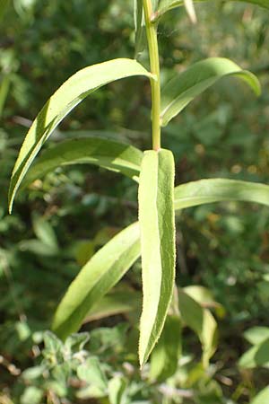 Pentanema salicinum \ Weidenbl&auml;ttriger Alant / Irish Fleabane, D Gri&szlig;heim 25.6.2018