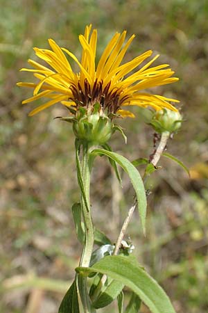 Pentanema salicinum \ Weidenbl&auml;ttriger Alant / Irish Fleabane, D Gri&szlig;heim 25.6.2018
