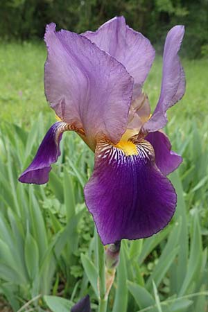 Iris cultivar \ Schwertlilien-Zuchtform / Cultivated Iris Form, D Weinheim an der Bergstra&szlig;e 18.5.2019