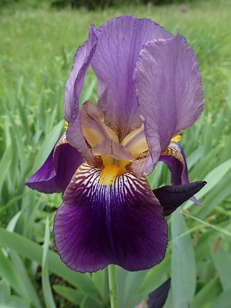 Iris cultivar \ Schwertlilien-Zuchtform / Cultivated Iris Form, D Weinheim an der Bergstra&szlig;e 18.5.2019
