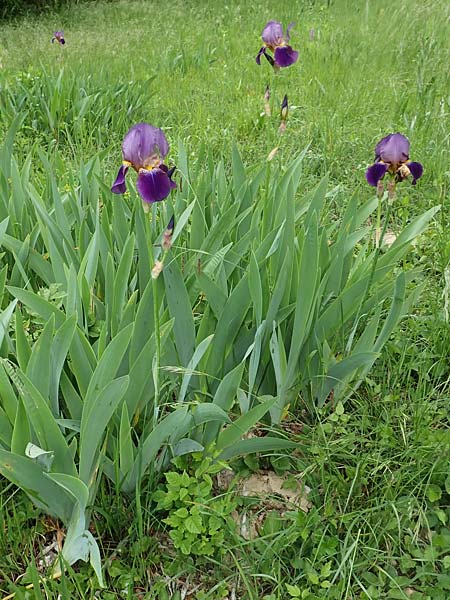 Iris cultivar \ Schwertlilien-Zuchtform / Cultivated Iris Form, D Weinheim an der Bergstra&szlig;e 18.5.2019