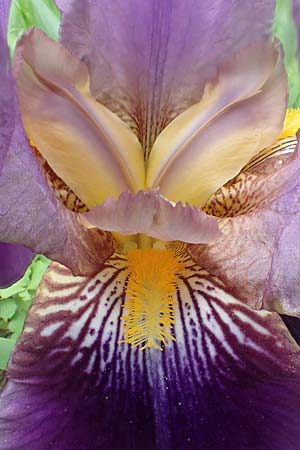 Iris cultivar \ Schwertlilien-Zuchtform / Cultivated Iris Form, D Weinheim an der Bergstra&szlig;e 18.5.2019