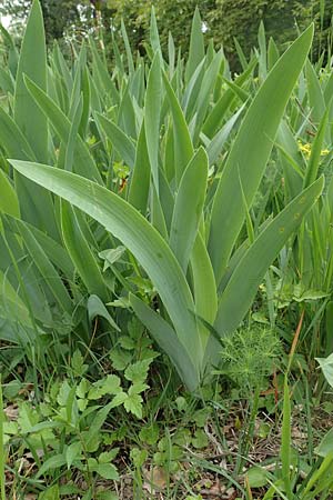 Iris cultivar \ Schwertlilien-Zuchtform / Cultivated Iris Form, D Weinheim an der Bergstra&szlig;e 18.5.2019