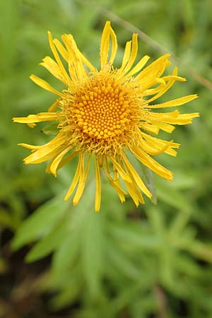 Pentanema salicinum \ Weidenbl&auml;ttriger Alant / Irish Fleabane, D Istein 16.7.2019
