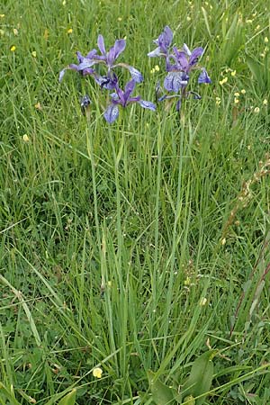 Iris sibirica \ Sibirische Schwertlilie / Siberian Iris, D Offenburg 22.5.2020