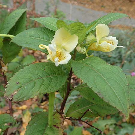 Impatiens tricornis \ Dreih�rniges Springkraut / Three-Horned Balsam, D Bochum 23.10.2018