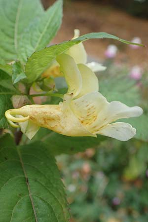 Impatiens tricornis \ Dreih�rniges Springkraut / Three-Horned Balsam, D Bochum 23.10.2018