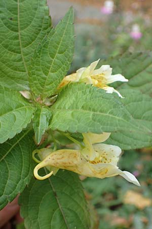 Impatiens tricornis \ Dreih�rniges Springkraut / Three-Horned Balsam, D Bochum 23.10.2018