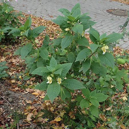 Impatiens tricornis \ Dreih�rniges Springkraut / Three-Horned Balsam, D Bochum 23.10.2018