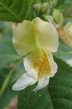 Impatiens tricornis \ Dreih�rniges Springkraut / Three-Horned Balsam, D Bochum 23.10.2018