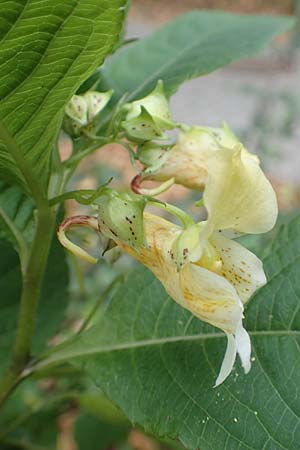 Impatiens tricornis, Dreih&ouml;rniges Springkraut