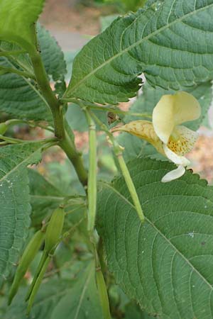 Impatiens tricornis \ Dreih�rniges Springkraut / Three-Horned Balsam, D Bochum 23.10.2018
