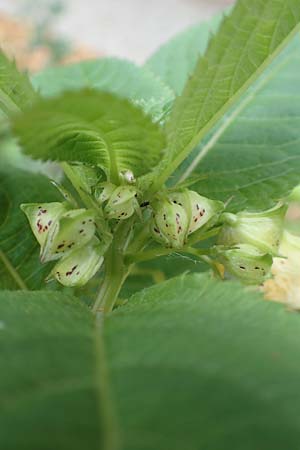 Impatiens tricornis \ Dreih�rniges Springkraut / Three-Horned Balsam, D Bochum 23.10.2018