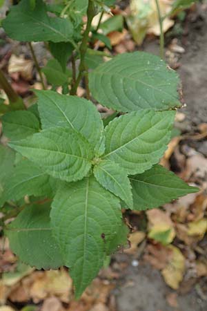 Impatiens tricornis \ Dreih�rniges Springkraut / Three-Horned Balsam, D Bochum 23.10.2018