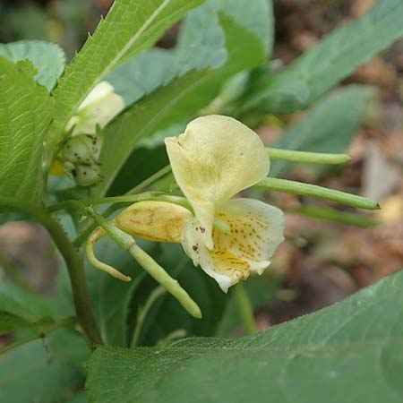 Impatiens tricornis \ Dreih�rniges Springkraut / Three-Horned Balsam, D Bochum 23.10.2018