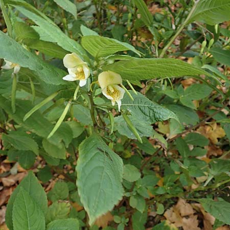 Impatiens tricornis \ Dreih�rniges Springkraut / Three-Horned Balsam, D Bochum 23.10.2018