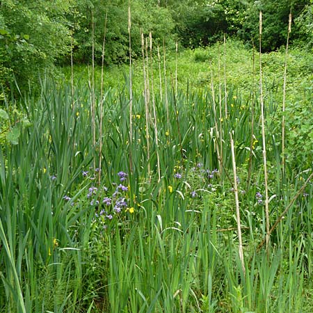Iris versicolor \ Verschiedenfarbige Schwertlilie, Schillernde Schwertlilie / Wild Iris, D Biebergem&uuml;nd 1.6.2015