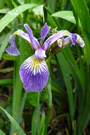 Iris versicolor \ Verschiedenfarbige Schwertlilie, Schillernde Schwertlilie / Wild Iris, D Biebergem&uuml;nd 1.6.2015