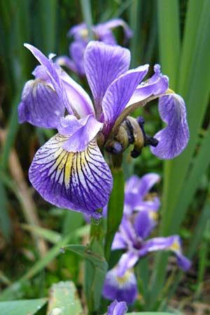 Iris versicolor, Verschiedenfarbige Schwertlilie, Schillernde Schwertlilie