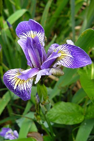 Iris versicolor \ Verschiedenfarbige Schwertlilie, Schillernde Schwertlilie / Wild Iris, D Biebergem&uuml;nd 1.6.2015