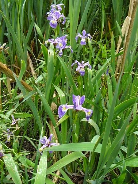Iris versicolor \ Verschiedenfarbige Schwertlilie, Schillernde Schwertlilie / Wild Iris, D Biebergem&uuml;nd 1.6.2015